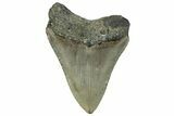 Serrated, Fossil Megalodon Tooth - North Carolina #295253-1